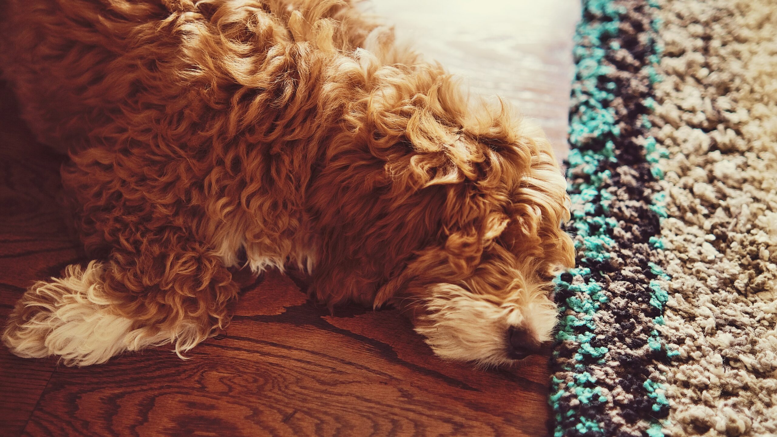 Rug cleaning – Maitland NSW area