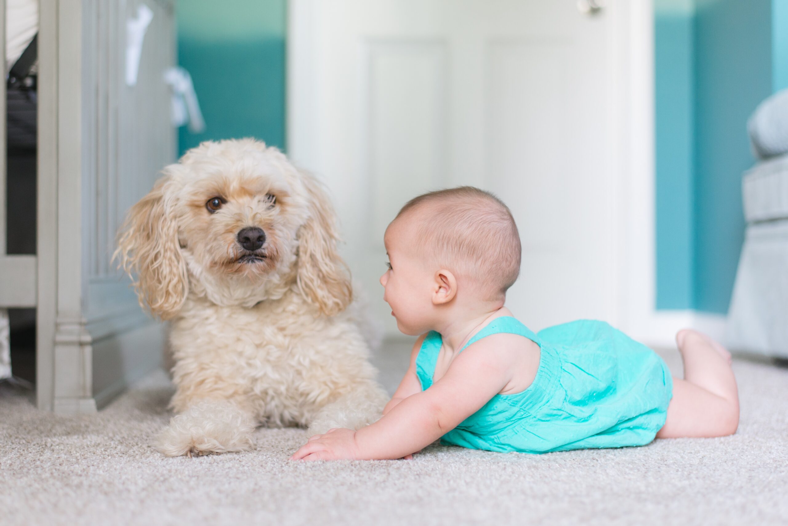Carpet cleaning vomit – Maitland NSW area