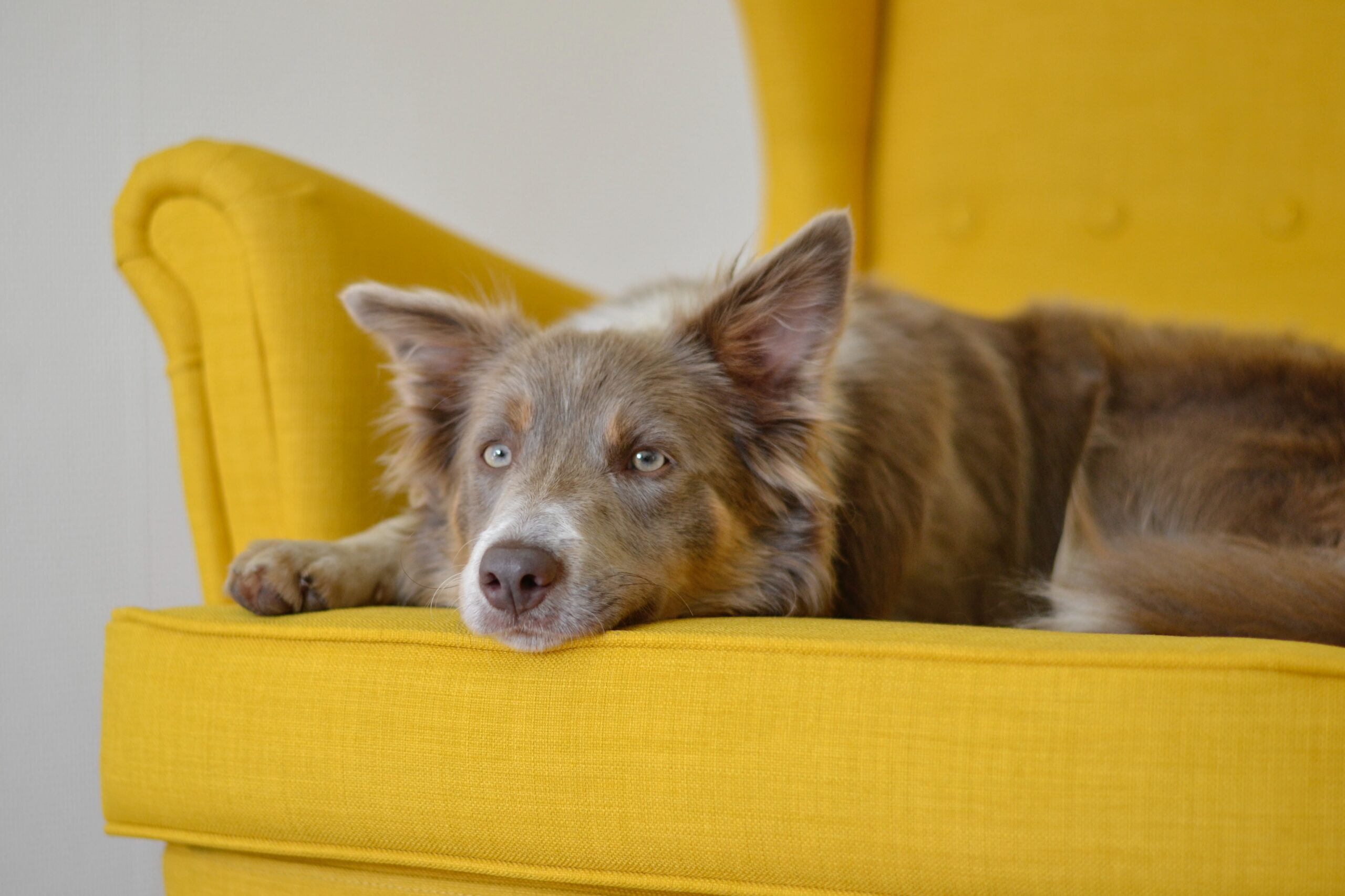 Upholstery cleaning – Maitland area NSW